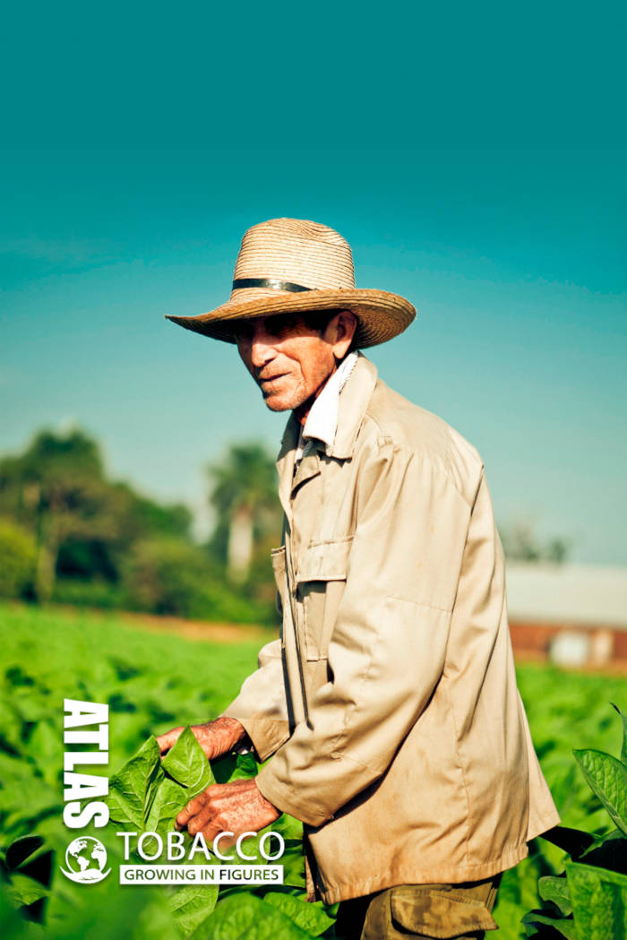 what is the cause of tobacco mosaic virus tobacco mosaic virus